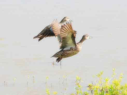 雁鸭之最之八（海番鸭、琵嘴鸭、绿翅鸭、鹊鸭）