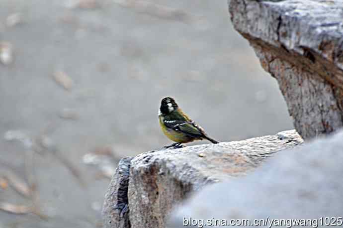 吃松子的小鸟 吃松子的小鸟