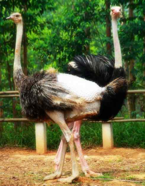 家禽驯化之源之十二 家禽驯化之源之十二