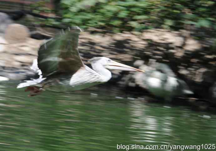 再拍大鹈鹕 wbr2