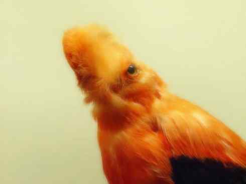 猎奇:十大奇异鸟类之四 猎奇:十大奇异鸟类之四