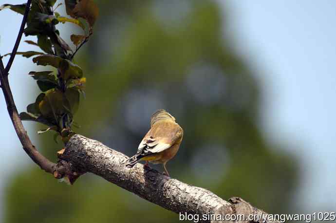 明星风范(拍摄金翅鸟纪实) 明星风范(拍摄金翅鸟纪实)