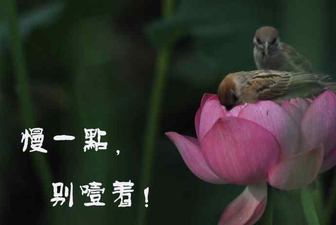 北京紫竹园公园的鸟类——雀儿的表情