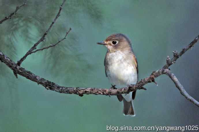 北京天坛公园的鸟类——北灰鹟（5）