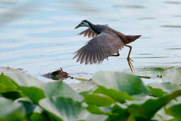 龙潭西湖的白胸苦恶鸟