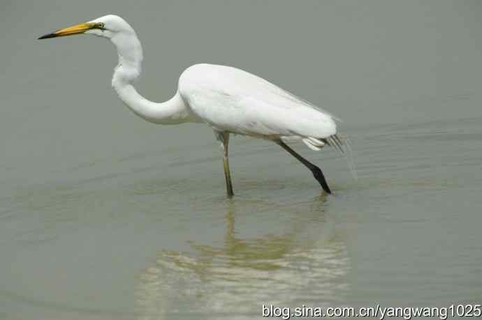 奥林匹克公园白鹭飞 wbr4