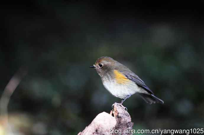 雌性红胁蓝尾鸲（60）