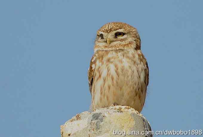 白河峡谷：鹮嘴儿小猫拍不够
