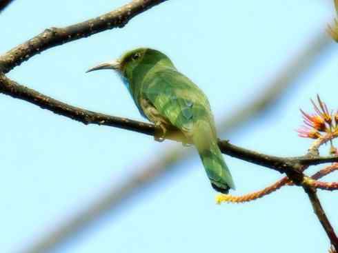 绝色攀禽:佛法僧目之蜂虎 绝色攀禽:佛法僧目之蜂虎