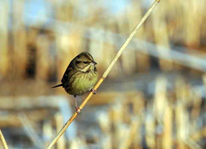 雌性灰头鹀（1）