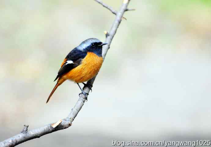 雄性北红尾鸲（5）