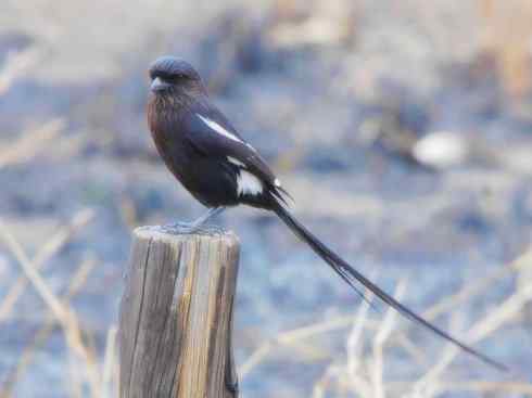 天生猎手：非猛禽类猎手之二（雀鸟也是屠夫——伯劳）