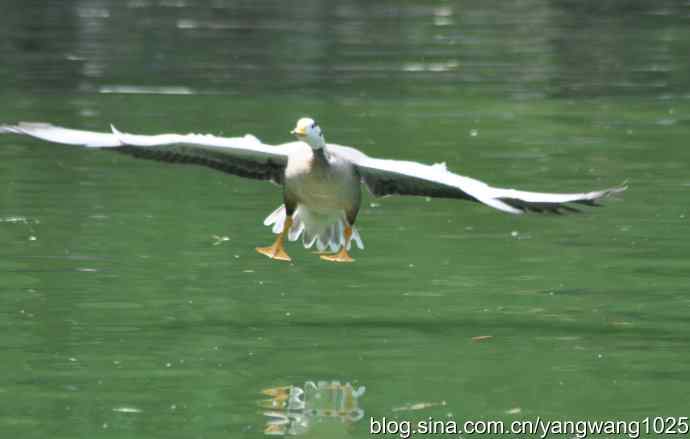 飞（斑头雁、野鸭）