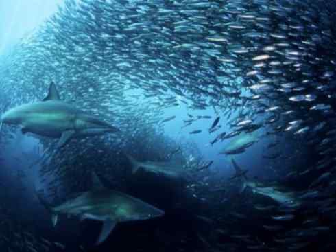 自然奇观：动物大迁徙(沙丁鱼)