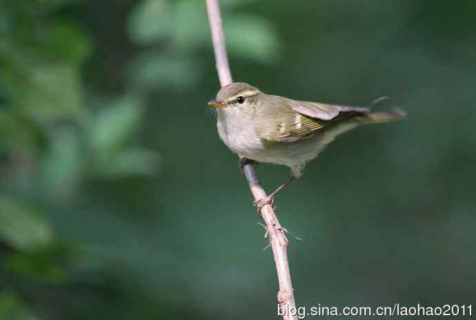 双斑绿柳莺和黄腰柳莺 双斑绿柳莺和黄腰柳莺