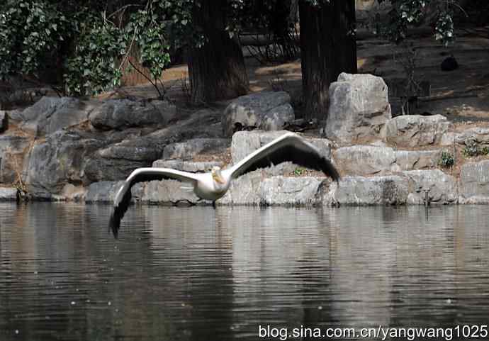 北京动物园的鸟类——飞（鹈鹕）5