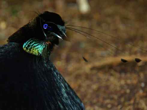 美丽无罪:雀鸟之极乐鸟 美丽无罪:雀鸟之极乐鸟