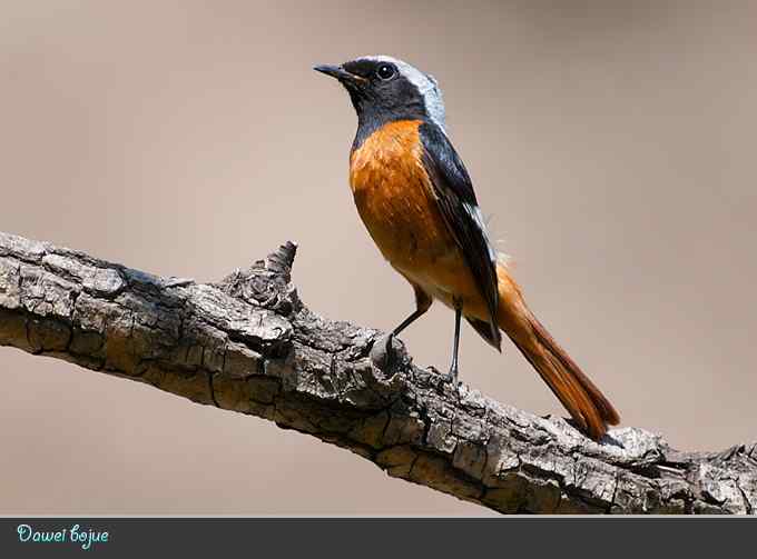 蓝矶鸫和沿河城的那些鸟