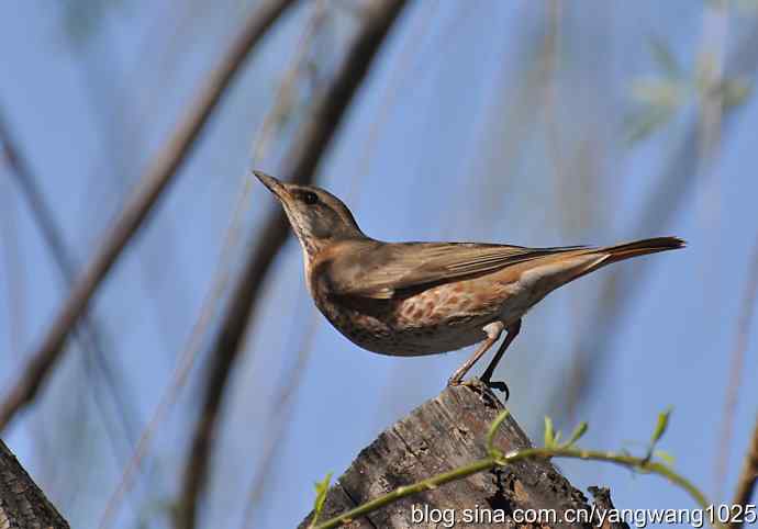 自然和谐的日坛公园（斑鸫）