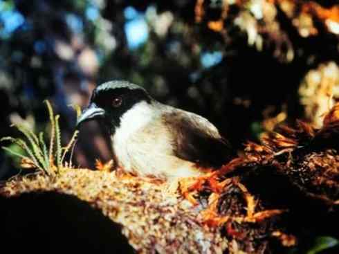 极品红色鸟类：镰嘴管舌鸟