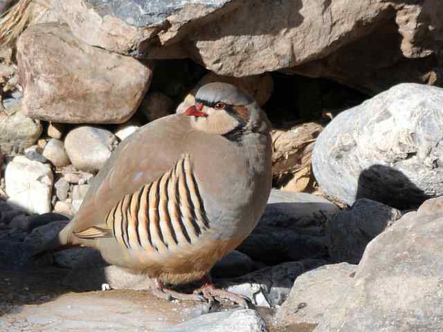 石鸡 wbr. wbr时机