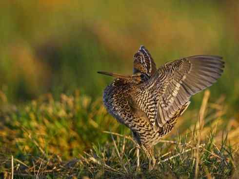 鸟类之最：斑腹沙锥