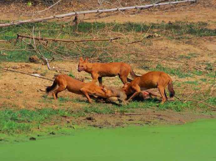 犬科：薮犬亚科豺属之豺