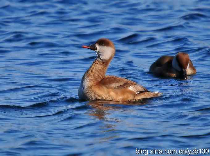 冰之蓝&bull;赤嘴潜鸭&bull;元宵节快乐（组图，15张图片）