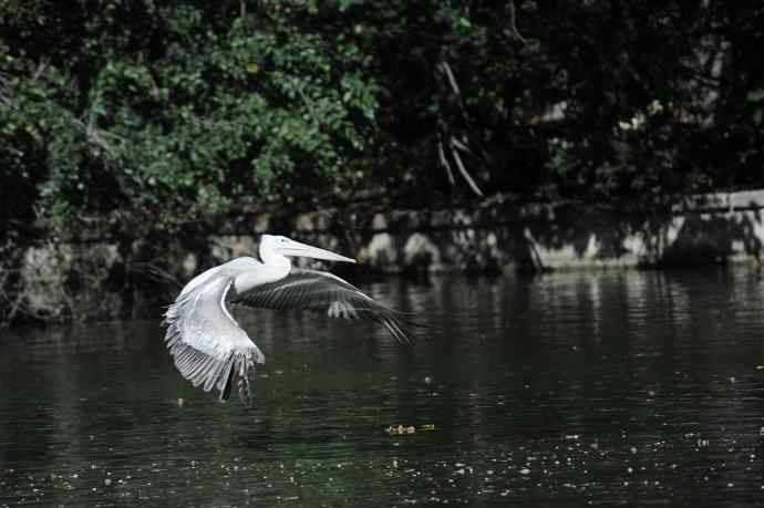 再拍大鹈鹕 wbr8