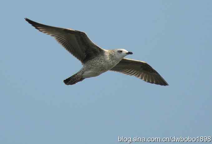 初冬北戴河观鸟