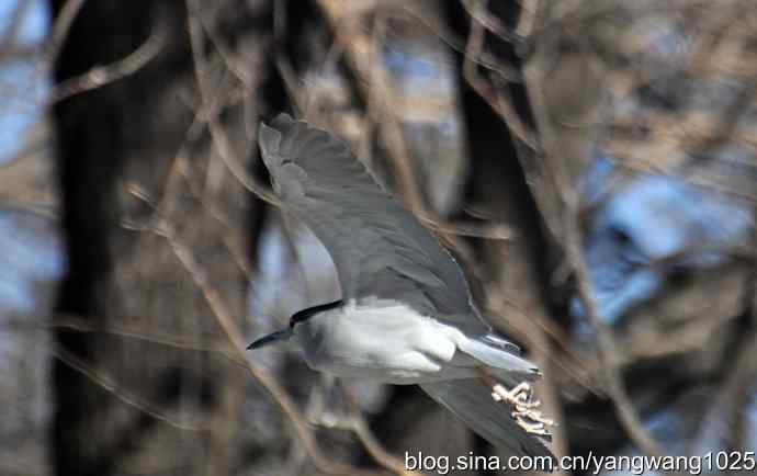 北京动物园的鸟类——飞（夜鹭）2