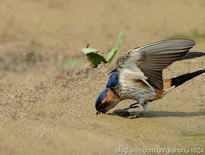 小燕子,穿花衣(金腰燕)