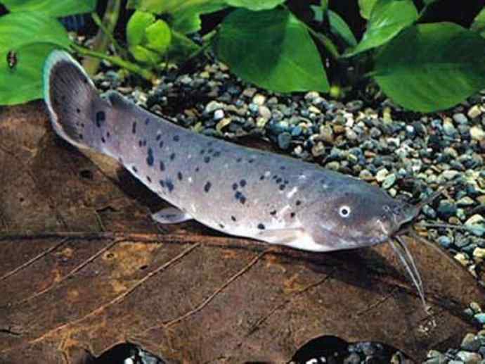 鱼类活化石：裸臀鱼