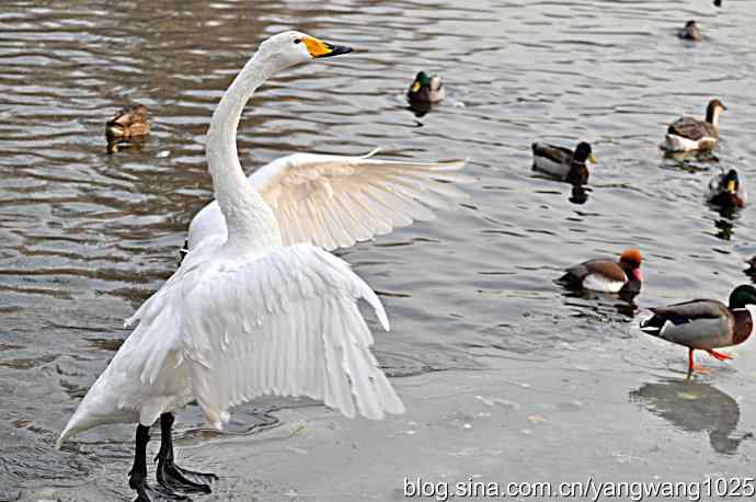 冰上舞蹈（白天鹅、赤麻鸭）