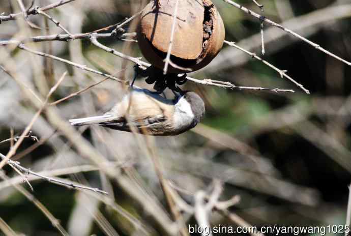 褐头山雀(2) 褐头山雀(2)