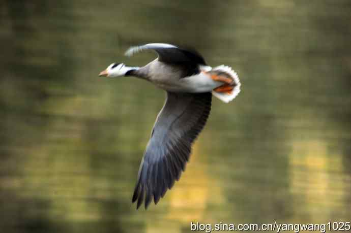 鸳鸯、斑头雁（抓拍）
