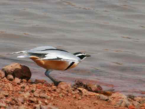 雀鸟也彪悍：与鳄共舞（埃及鸻）