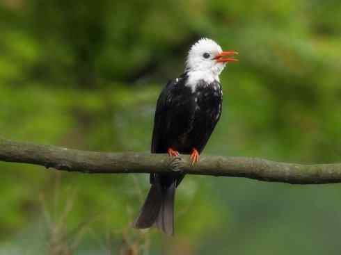 白头鸟系列:另类的美丽（黑短脚鹎）