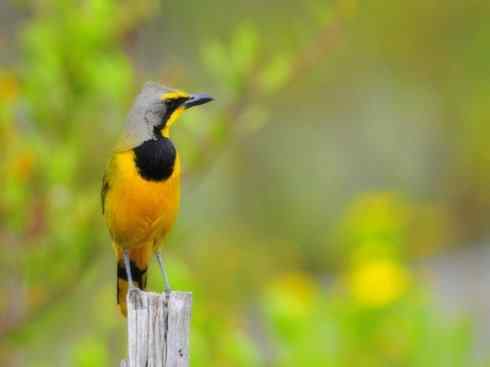 奇特的盔：盔鵙