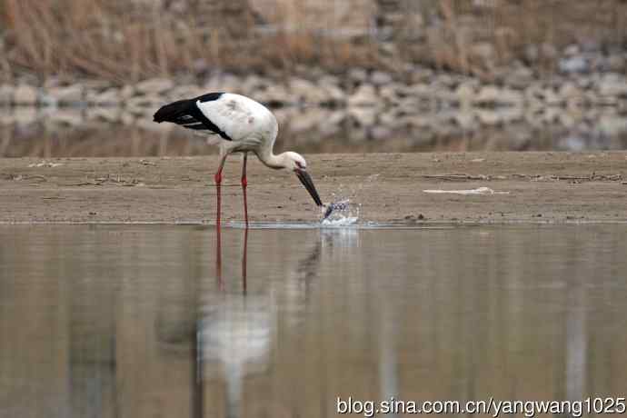 北京南海子公园的鸟类——吃早餐的东方白鹳（1）