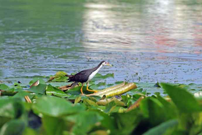 白胸苦恶鸟（2）