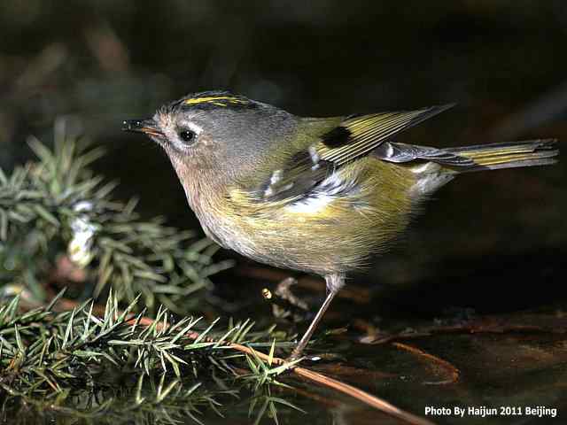 暮然回首 wbr. wbr戴菊却在天坛水洼处