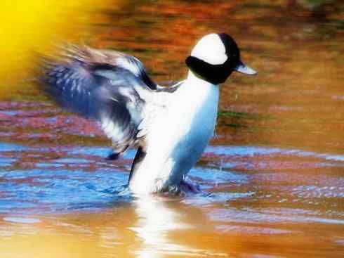 雁鸭之最之十（罗纹鸭、巨头鹊鸭、埃及雁）