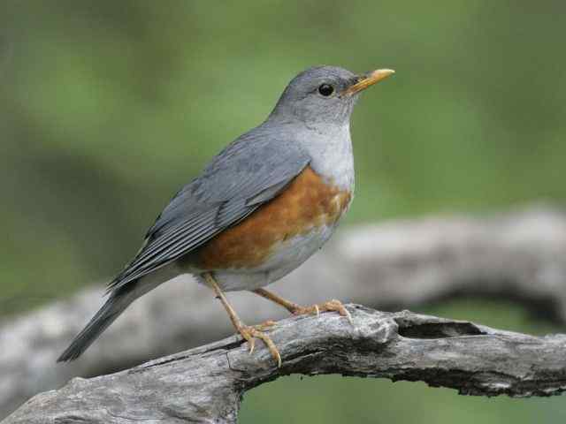 武汉观鸟会初级观鸟讲座[第6课]——武汉大学的鸫