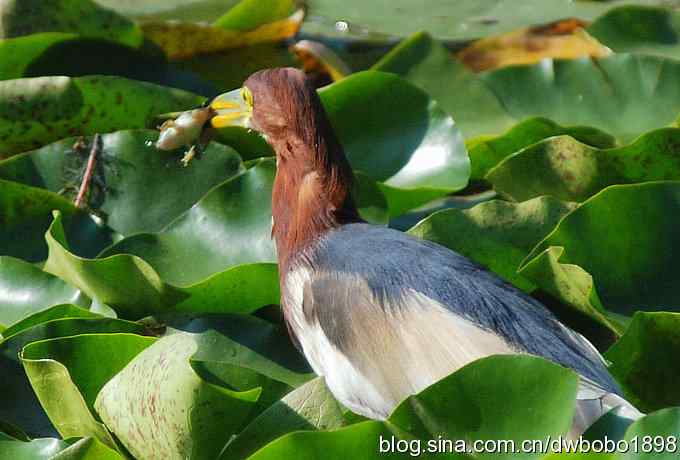 池鹭吃青蛙