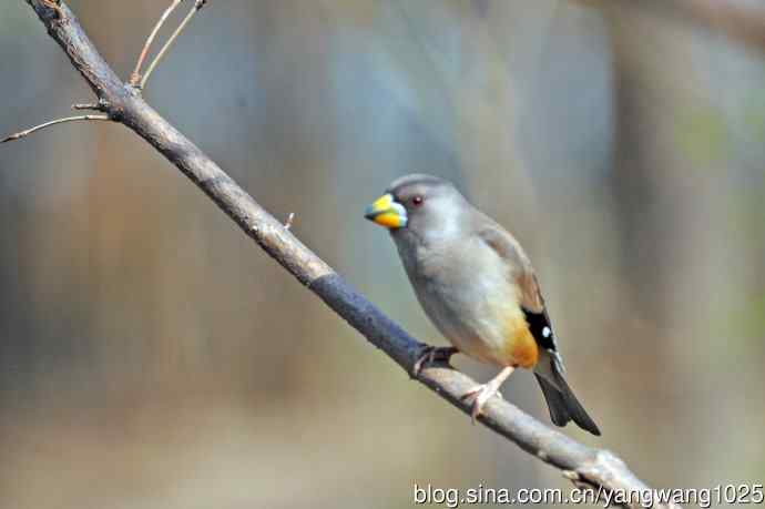雌性黑尾蜡嘴雀（1）