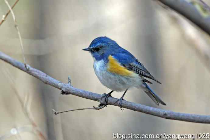 雄性红胁蓝尾鸲（20）