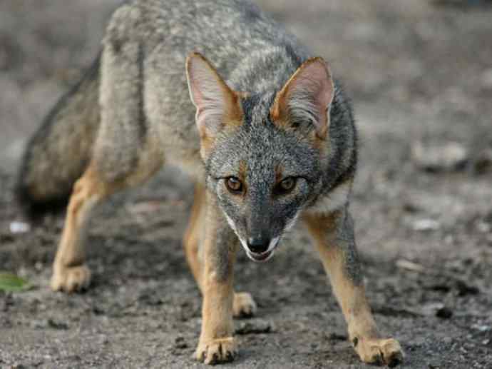 犬科：狐亚科伪狐属之高地狐、河狐、秘鲁狐