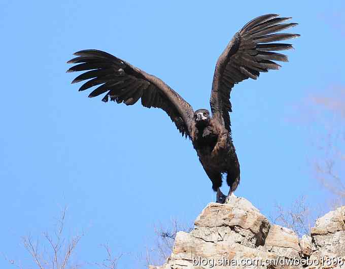 走近秃鹫:一段撼人心魄的拍摄经历 走近秃鹫:一段撼人心魄的拍摄经历