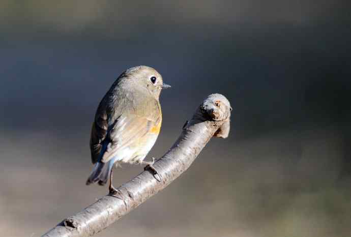 雌性红胁蓝尾鸲（41）